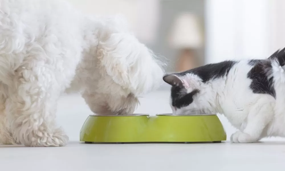 Pet food